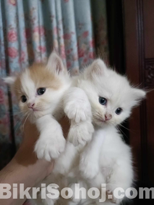 Persian male/female Kitten